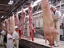 Frischfleischbeschau auf dem Schlachthof