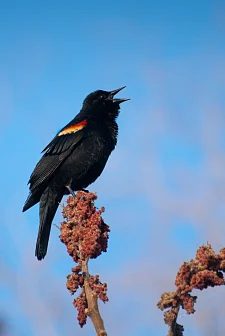 Eine Amsel sitzt auf einem Zweig und zwitschert