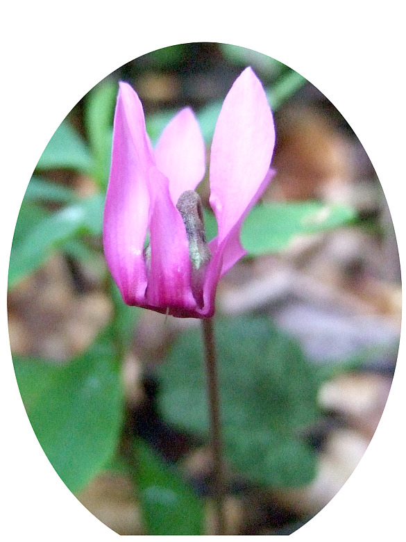 Blüte eines Alpenveilchens