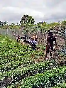 Mehrere Personen arbeiten in einem Garten