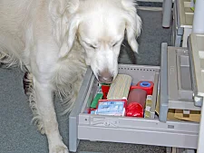Ein Hund schnüffelt in einer Schublade