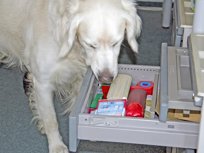 Ein Hund schnüffelt in einer Schublade