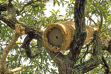 Ein Bienenstock traditioneller Art im Baum