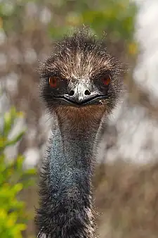 Emu-Laufvogel
