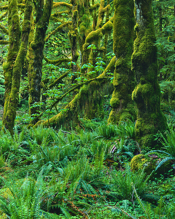 Bild vom Urwald