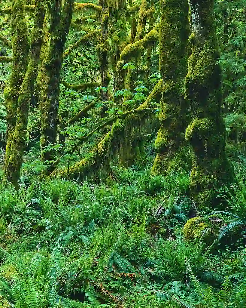 Bild vom Urwald