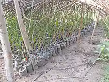 Mangroven-Jungpflanzen in der Baumschule