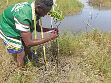 Monitoring der Jungpflanzen im Feld