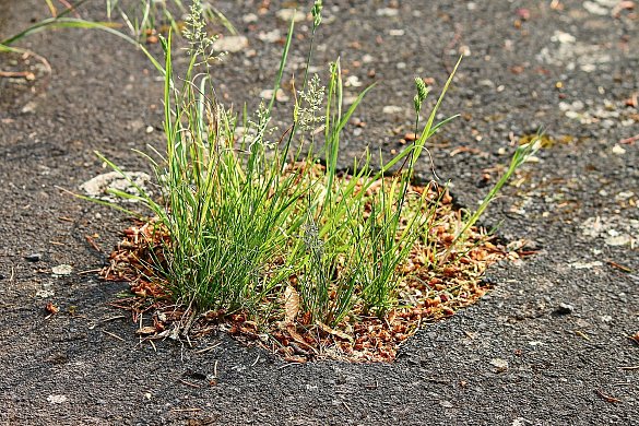kaputter Straßenbelag, aus dem bereits Unkräuter wachsen