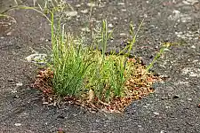 kaputter Straßenbelag, aus dem bereits Unkräuter wachsen