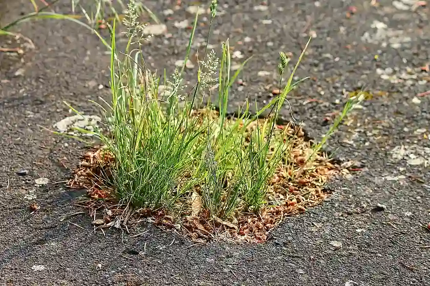 kaputter Straßenbelag, aus dem bereits Unkräuter wachsen