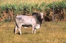Ein Zebu