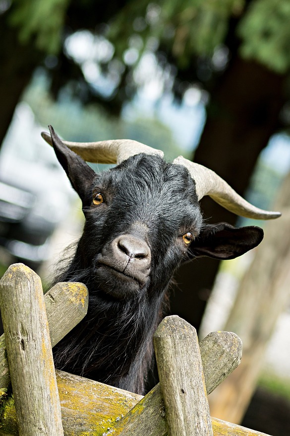 Ziegenbock (Foto: gemeinfrei/pixabay.com)