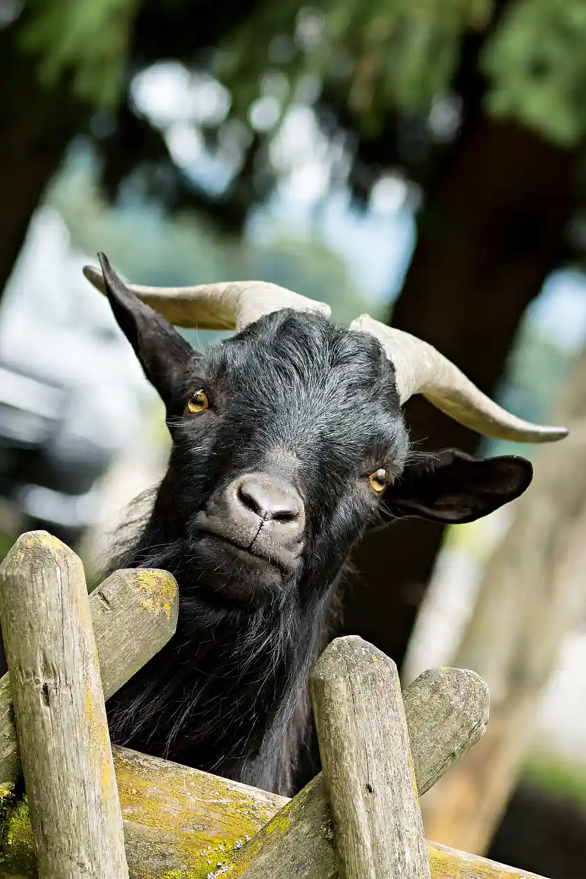 Ziegenbock (Foto: gemeinfrei/pixabay.com)