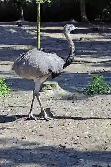 Foto eines Emus