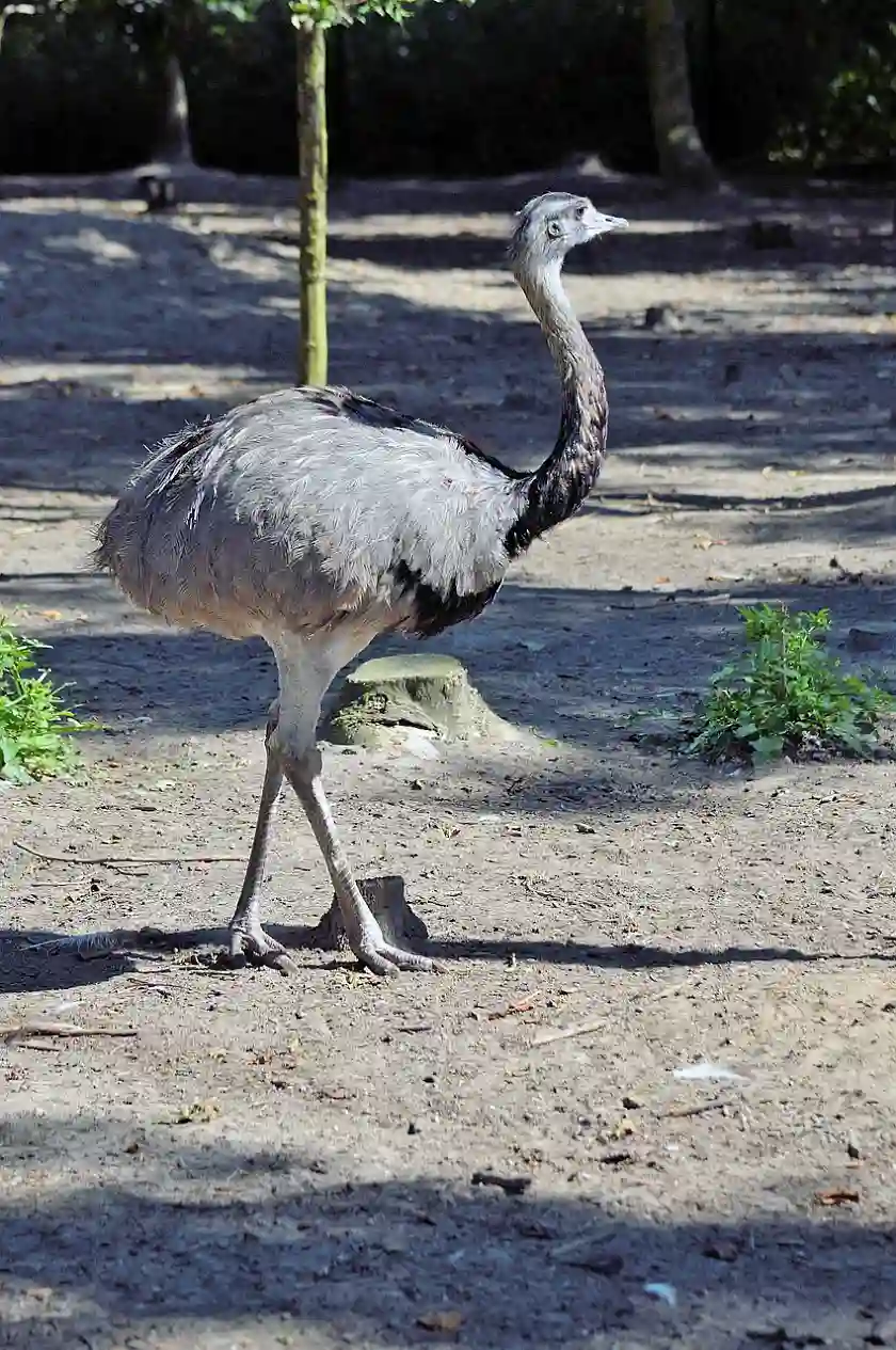 Foto eines Emus