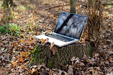 Ein Laptop im Wald auf einem Baumstumpf stehend