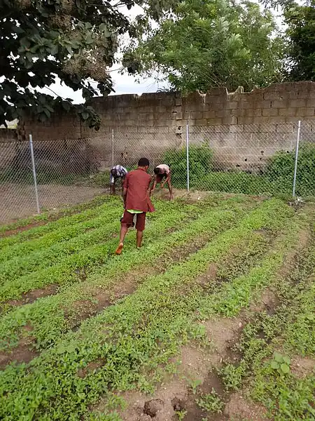 Drei Personen bei der Arbeit im Schulgarten.