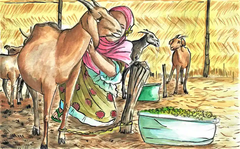 Eine junge Frau k&uuml;mmert sich um ihre Ziegen.