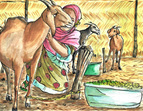 Eine junge Frau kümmert sich um ihre Ziegen. 
˜ Bildnachweis: Mate ni Kani e.V.